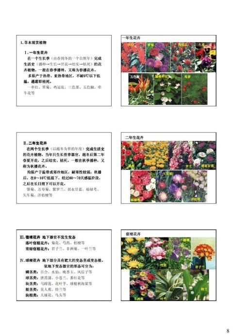百家乐2024年西安市鲜切花年产值达11亿元科技创新助力高效生产