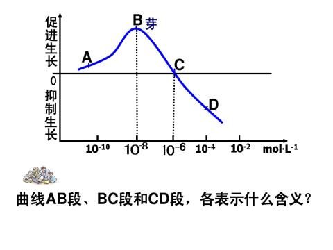 調節 複習提綱(附圖)3激素間存在協同作用和拮抗作用植物細胞的分化