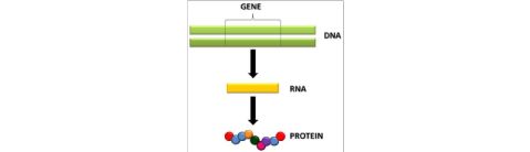 GeneticEngineeringandCloningFocusonAnimalBiotechnology