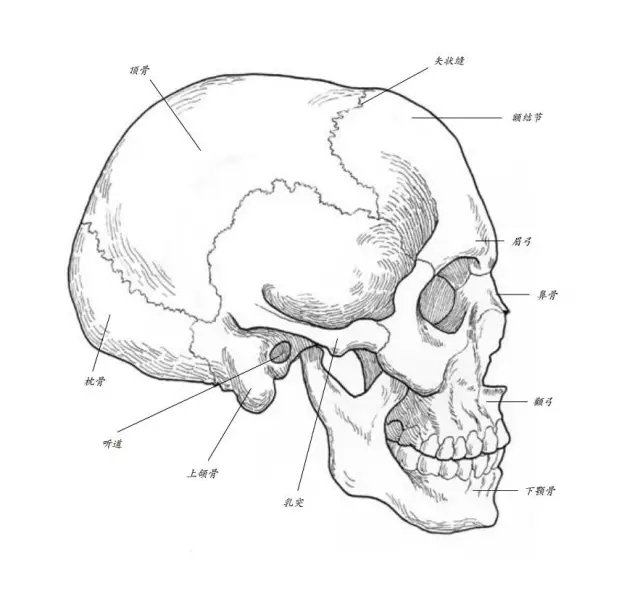 素描画步骤 初学图片